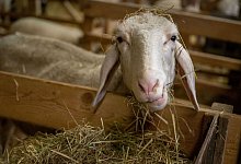 Schaf - Peter Kneffel/dpa/Symbolbild