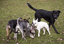 Hunde - picture alliance / Christian Charisius/dpa