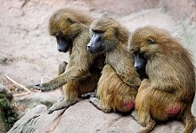 Guinea-Paviane im Tiergarten Nürnberg - Daniel Karmann/dpa