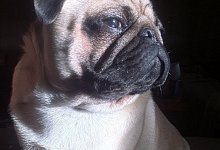 Auf der Stra&szlig;e &uuml;berfahren - Privat