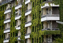 Wilder Wein wächst an der Fassade eines Hauses - Britta Pedersen/dpa-Zentralbild/dpa-tmn