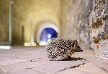 Igel in Unterf&uuml;hrung - Julian Stratenschulte/dpa/dpa-tmn