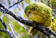 Kakapo - Jake Osborne/Department of Conservation/dpa