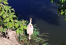 Suche nach Krokodil in der Unstrut - Foto: ---/Landratsamt Kyffh&auml;userkreis/dpa