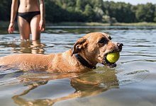 Hund mit Ball im Maul im See - Robert G&uuml;nther/dpa-tmn