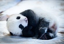 Panda-Nachwuchs im Zoo Berlin - Bernd von Jutrczenka/dpa