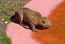 Geparde - Gunter Held