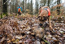 Wildschweinkadaver-Suchhund - Foto: Oliver Dietze/dpa