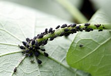 Blattl&auml;use - Foto: Andrea Warnecke/dpa-tmn