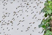 Bienen - Foto: Patrick Pleul