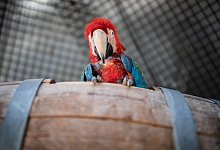 Papagei - Foto: Frank Rumpenhorst/Symbolbild