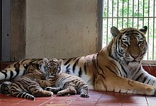 Tiger-Babys im K&ouml;lner Zoo - Nr. Rei&szlig;d&ouml;rfer/K&ouml;lner Zoo/dpa