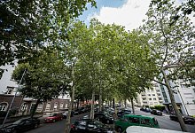 B&auml;ume in Mainz - Andreas Arnold/dpa