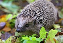 Igel - Foto: Karl-Josef Hildenbrand