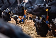 Tierhaltung - Kristin Schmidt/dpa