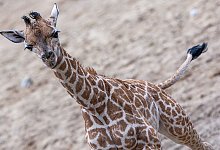 Giraffen-Nachwuchs im Zoo - Jens B&uuml;ttner/dpa