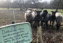 Diebstahl auf Wiese - Till Brand