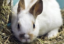 Futter f&uuml;r Kaninchen - Foto: Jens Schierenbeck