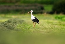 Wetter in Baden-W&uuml;rttemberg - Silas Stein/dpa
