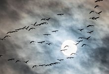 Zugv&ouml;gel - Foto: Frank Rumpenhorst/dpa