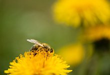 Insekt auf L&ouml;wenzahnbl&uuml;te - Nicolas Armer/dpa/dpa-tmn