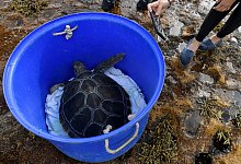 Meeresschildkr&ouml;te Lizzie - Foto: Bianca De Marchi/AAP/dpa