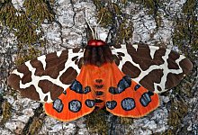 Brauner B&auml;r - Foto: T. Lau&szlig;mann/BUND/dpa