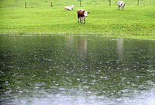 Was das Vieh bei Unwetter macht - Foto: Peter Kneffel/dpa