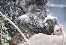 Zootier des Jahres - Foto: Axel Seidemann/dpa