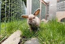 Ein Kaninchen in einem Gehege - Foto: Markus Scholz/dpa-tmn