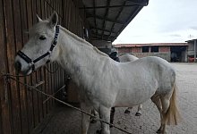Schimmel Sammy wurde aus einem Stall in Herford gestohlen. - Petra Moning-Vo&szlig;