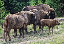 Wisente-Artenschutzprojekt vor dem Aus - Ringen um Lösung - Oliver Berg/dpa/Archivbild