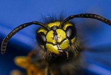 Wespe - Hendrik Schmidt/dpa