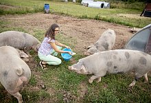 Donate f&uuml;ttert die Bunten Bentheimer Schweine mit Brot und Gem&uuml;se. - Sophia Niermann