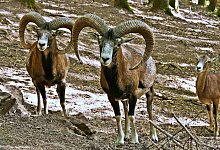 Politik und die &Ouml;ffentlichkeit setzen sich f&uuml;r den Erhalt der Mufflonherde in Bielefeld ein. - Symbolfoto: Pixabay