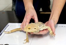 Bartagame "Bert" wird mit digitalem R&ouml;ntgenger&auml;t untersucht - Roland Weihrauch/dpa