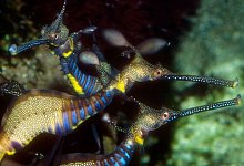 Seedrachen - Foto: Frank Schneidewind/Universit&auml;t Konstanz /dpa