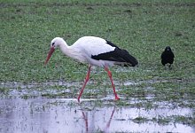 Der L&ouml;hner Storch Kalli scheint zur&uuml;ck auf der Blutwiese zu sein. Hier ist er auf Futtersuche. - Marion Schr&ouml;der