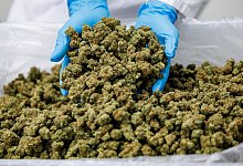 Medizinal-Cannabis-Produktionsstätte - Daniel Karmann/dpa