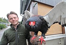 Gauki - Vera Gerstendorf-Welle