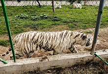 Tiger in Mexiko nach Unwetter auf freiem Fuß - -/mexikanische Umweltbehörde/dpa