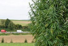 Hanfanbau - Swen Pförtner/dpa