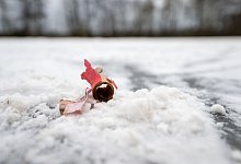 Abgebrannter B&ouml;ller - Pia Bayer/dpa