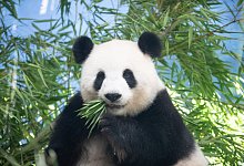 Panda-Nachwuchs im Berliner Zoo erwartet - Sebastian Gollnow/dpa