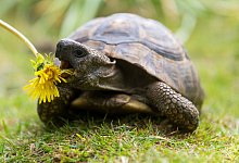 Landschildkr&ouml;ten brauchen Wildkr&auml;uter wie L&ouml;wenzahn, um gesund zu bleiben. - Benjamin Nolte/dpa-tmn