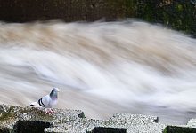 Steigende Flusspegel - Foto: Julian Stratenschulte/dpa