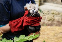 Roter Panda gestorben: Zoo gibt Feuerwerk die Schuld - Rzss/Rzss/PA Media/dpa