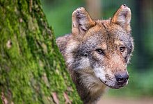 Tierkadaver werden untersucht - Jungwölfe auf Wanderschaft? - Lino Mirgeler/dpa