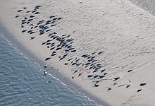 Seehunde auf Langeoog - Foto: Sina Schuldt/dpa