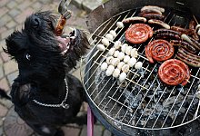 Hunden nichts vom Grill geben - Foto: Daniel Maurer/dpa